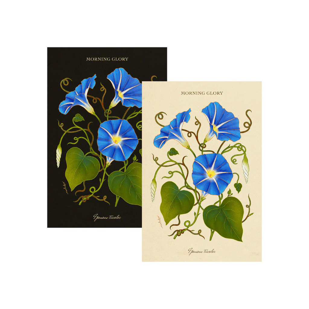 Morning Glory - September Birth Flower Postcard