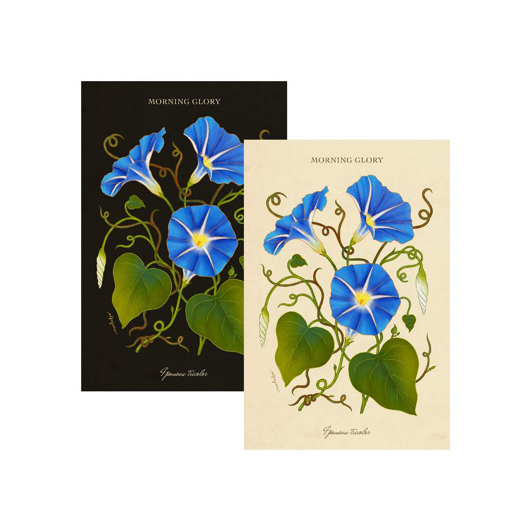 Morning Glory - September Birth Flower Postcard