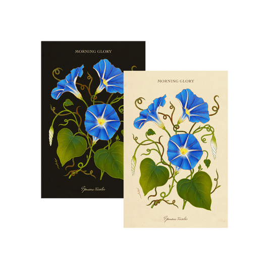 Morning Glory - September Birth Flower Postcard