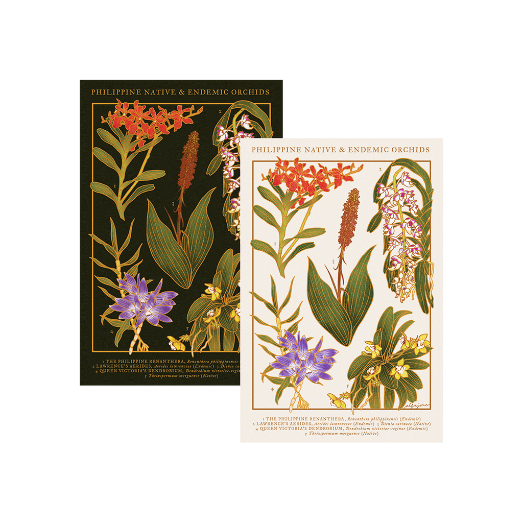 Philippine Native Orchids Postcard
