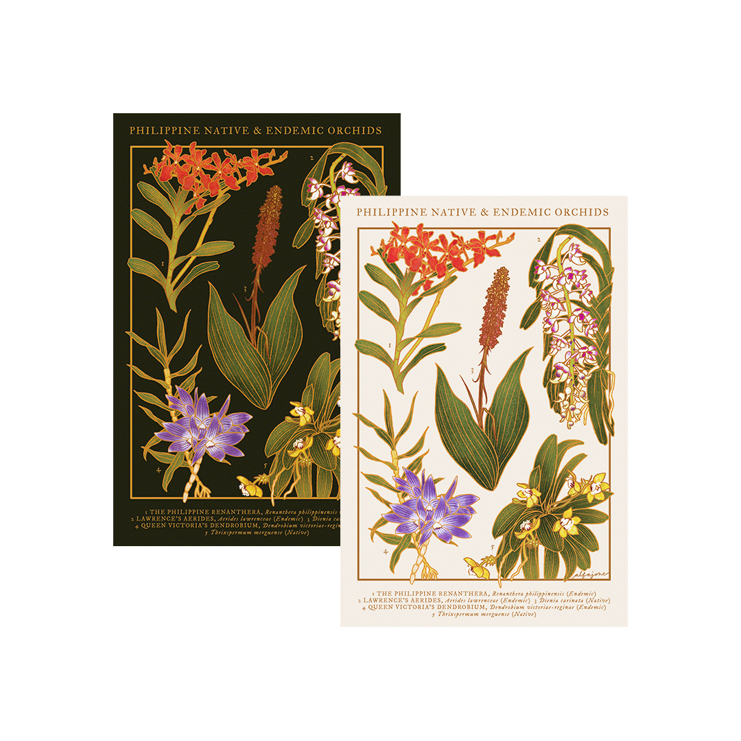 Philippine Native Orchids Postcard