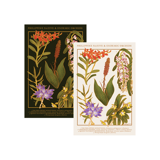 Philippine Native Orchids Postcard