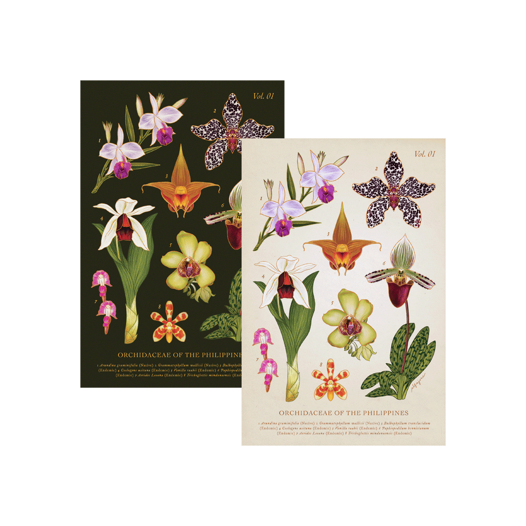 Philippine Orchidaceae Vol. 1 Postcard