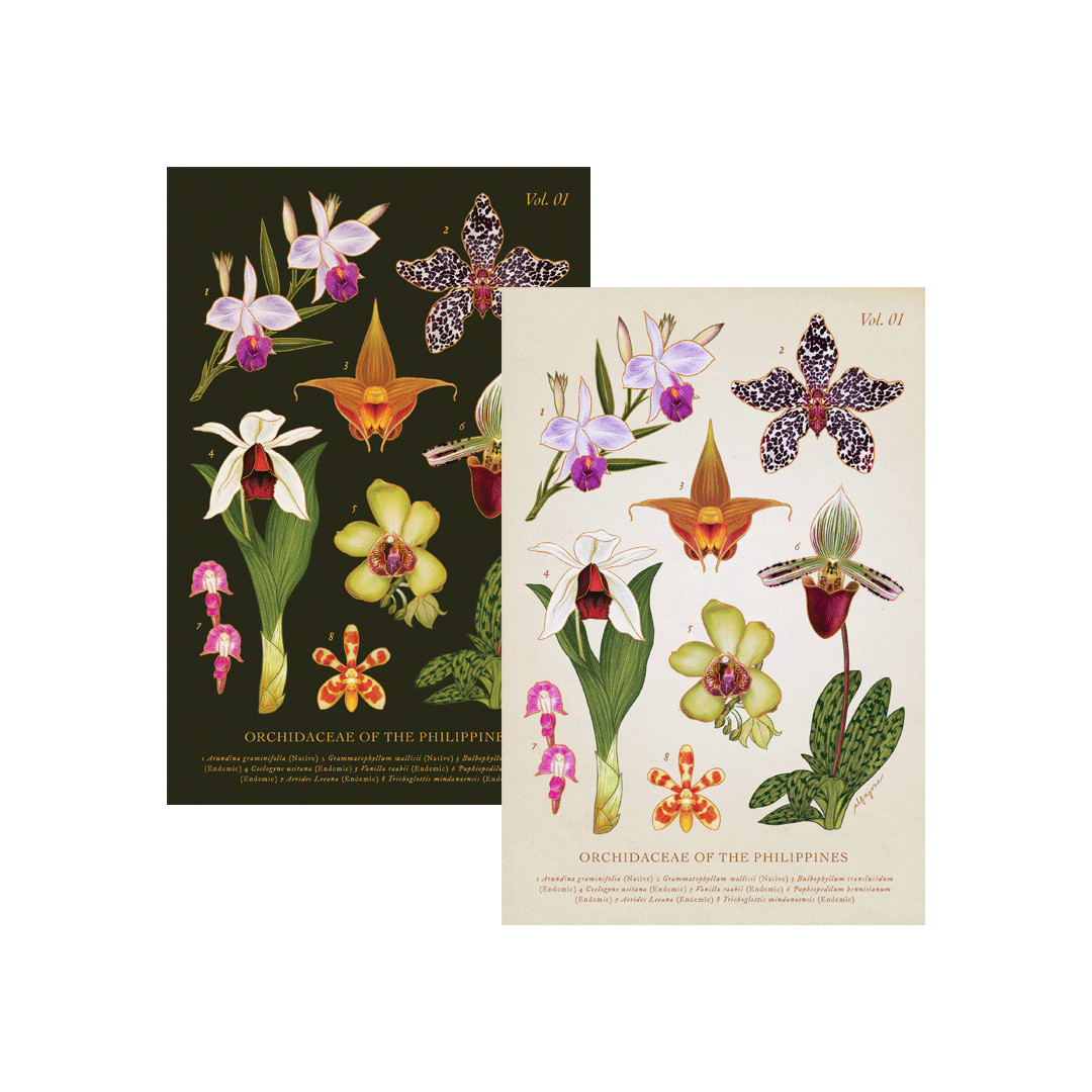 Philippine Orchidaceae Vol. 1 Postcard