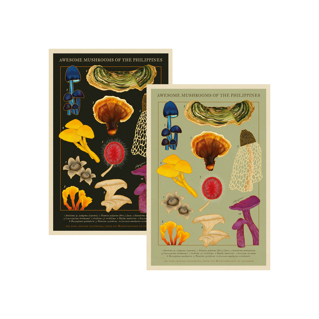 Awesome Mushrooms of the Philippines Postcard