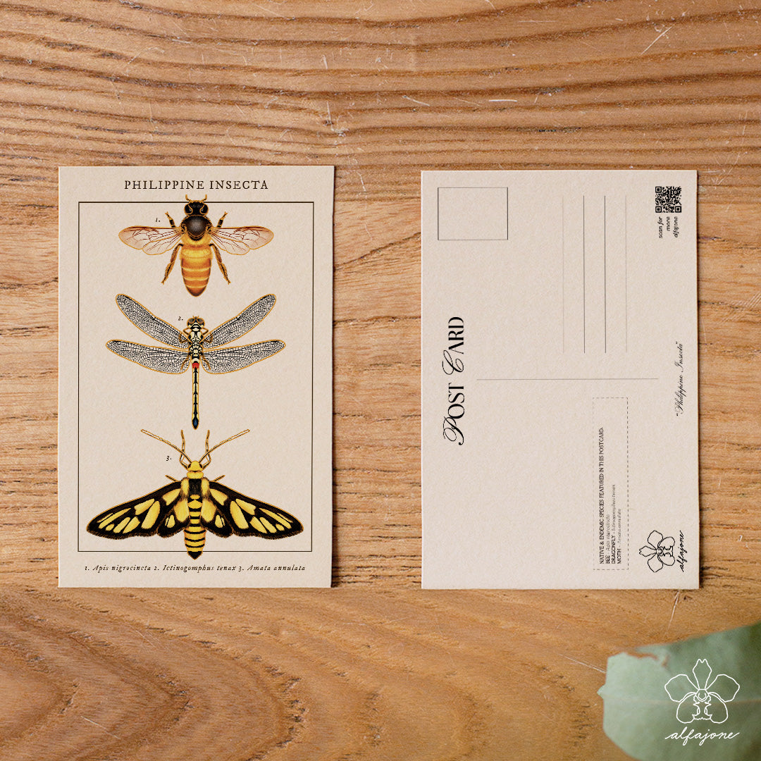 Philippine Insecta Postcard