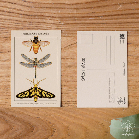 Philippine Insecta Postcard