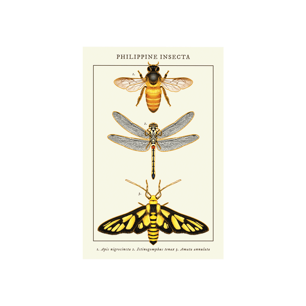 Philippine Insecta Postcard