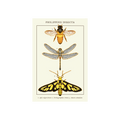 Philippine Insecta Postcard