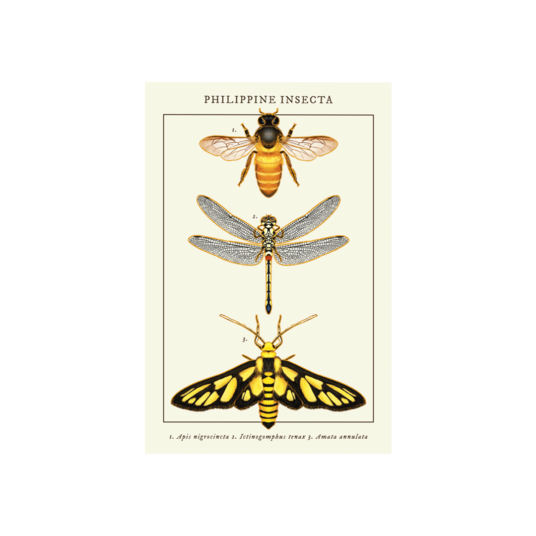 Philippine Insecta Postcard