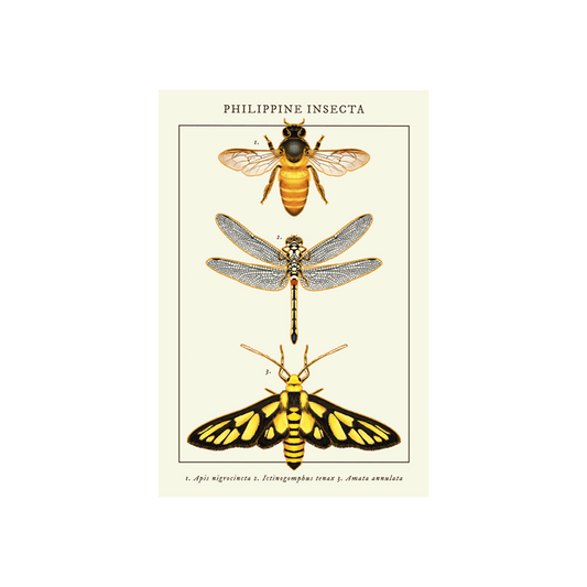 Philippine Insecta Postcard