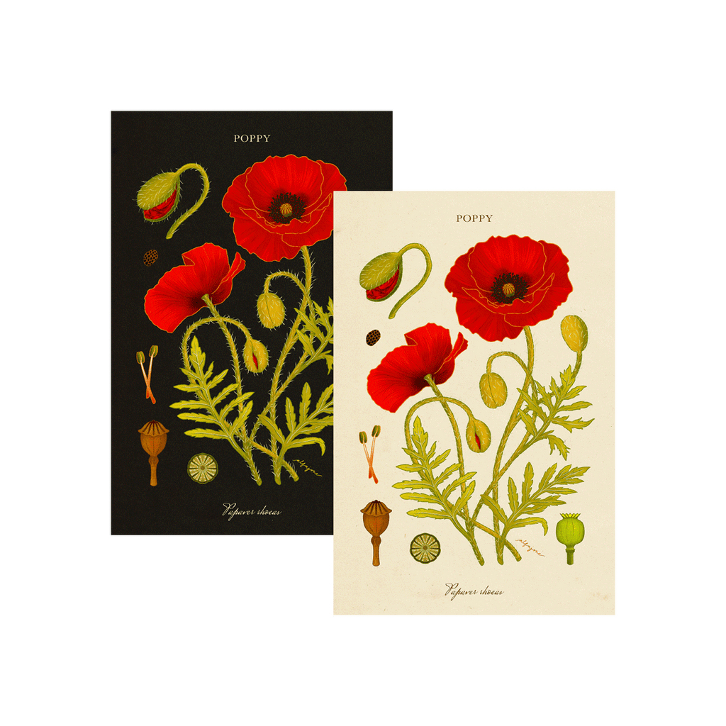 Poppy - August Birth Flower Postcard
