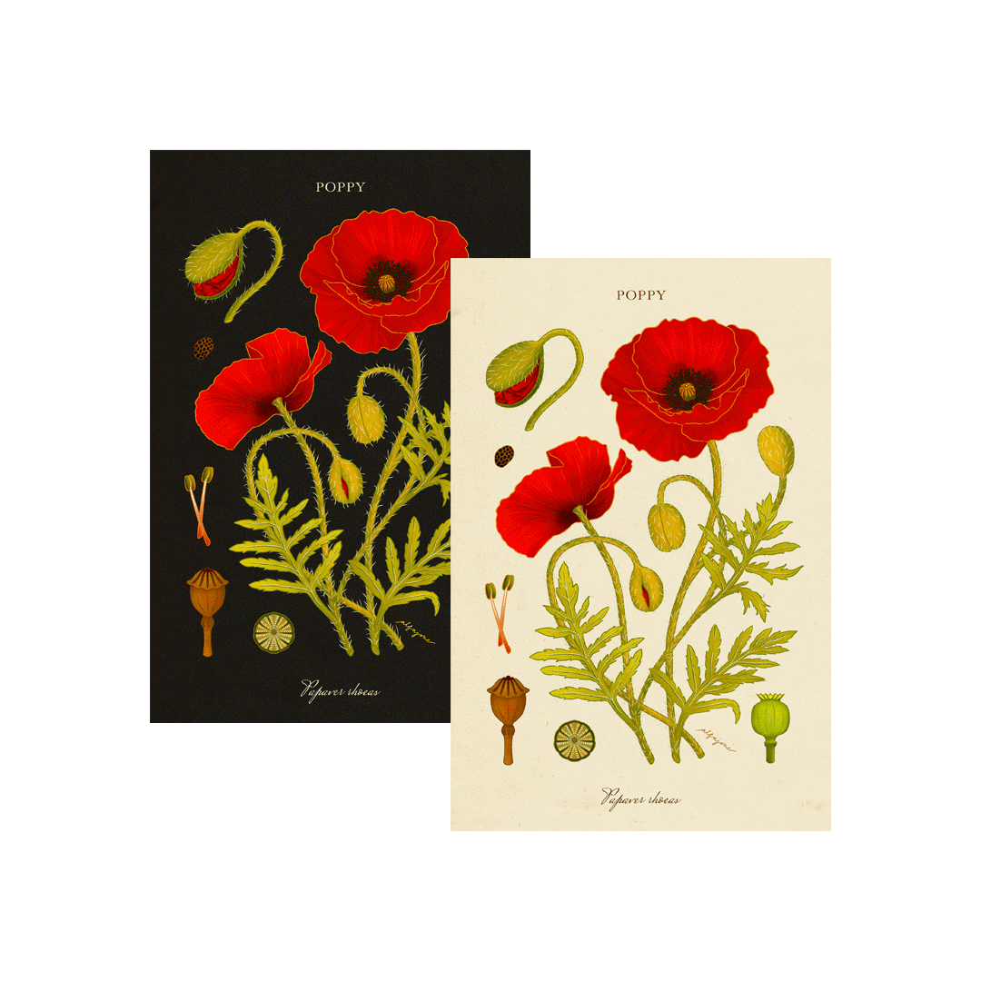 Poppy - August Birth Flower Postcard